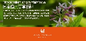 蜂蜜深層保濕果凍面膜 25ml 體驗包 ( 一次性 )
